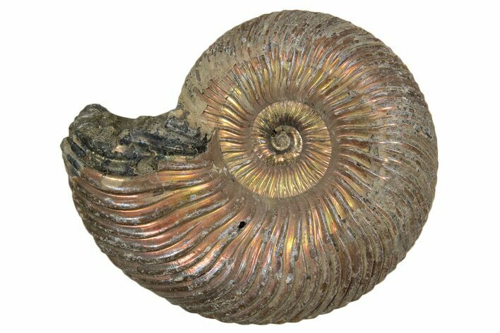 Iridescent, Pyritized Ammonite (Quenstedticeras) Fossil - Russia #337313